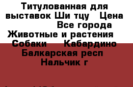 Титулованная для выставок Ши-тцу › Цена ­ 100 000 - Все города Животные и растения » Собаки   . Кабардино-Балкарская респ.,Нальчик г.